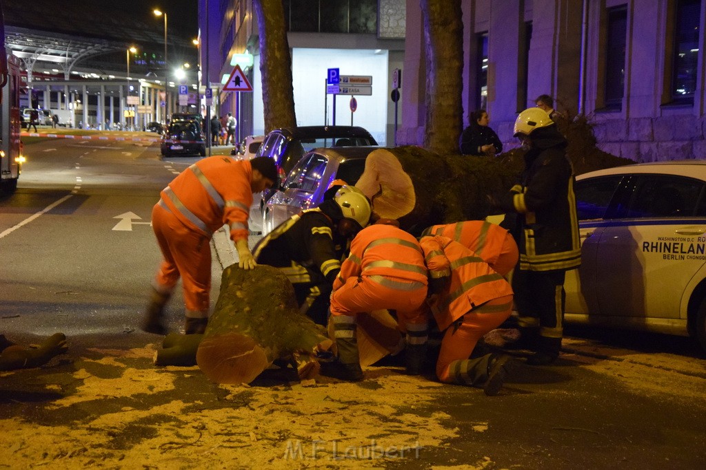 Baum auf PKWs Koeln Mitte Rheinuferstr Goldgasse P075.JPG - Miklos Laubert